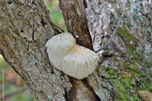 Mushroom on tree 2