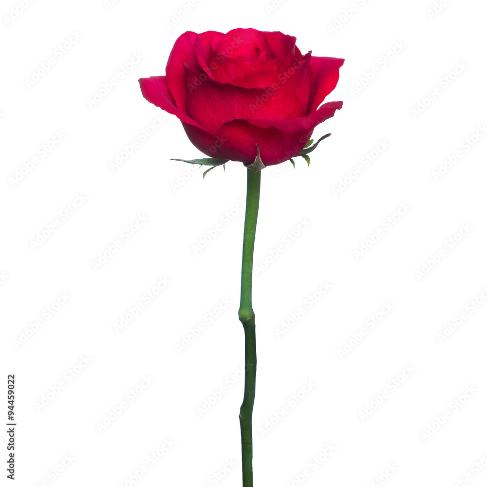 single red rose isolated background single red rose isolated background