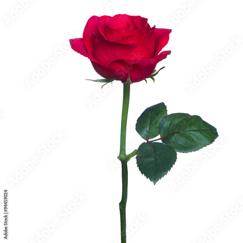 single red rose isolated background