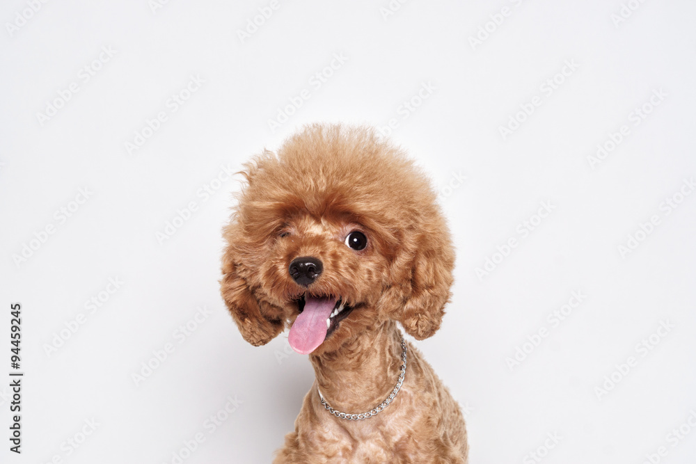 Poodle puppy white background