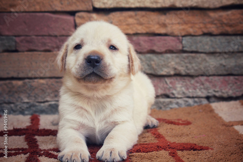 Labrador puppy dog