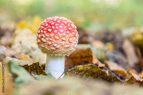 Amanita mushroom in the forest