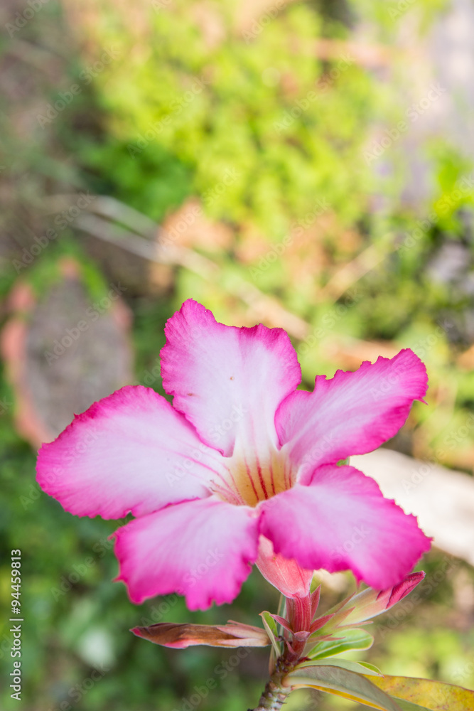 Desert Rose flower Desert Rose flower