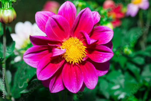 Beautiful Dalia georginia in garden  