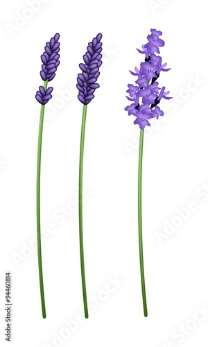 Three Beautiful Purple Lavender Flowers on White Background