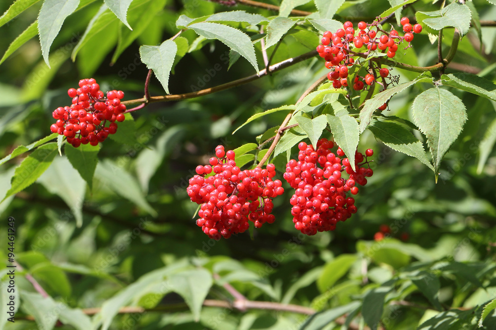 Branches of elder red with berries against foliage in the summer