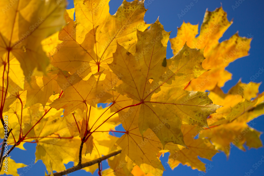Colourful leaves in autumn season. Colourful leaves in autumn season.