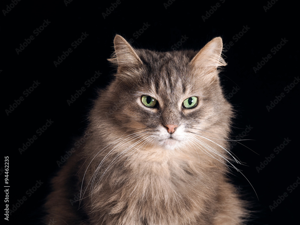 Портрет кота на черном фоне. Кот серый, пушистый, с зелеными глазами. Снято крупно. Заготовка. Кот большой и очень красивый 