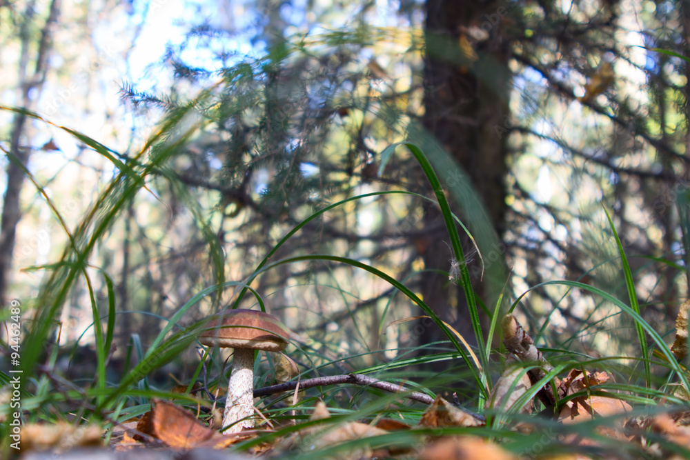 Obraz premium boletus edulis in the forest