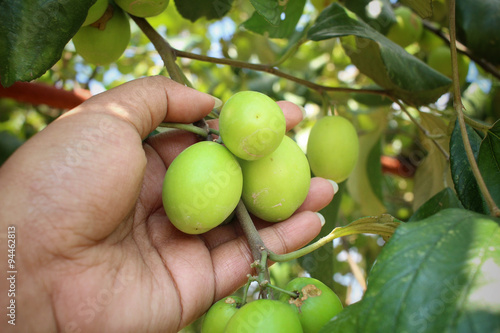 Canvas Print Monkey apple tree with hand