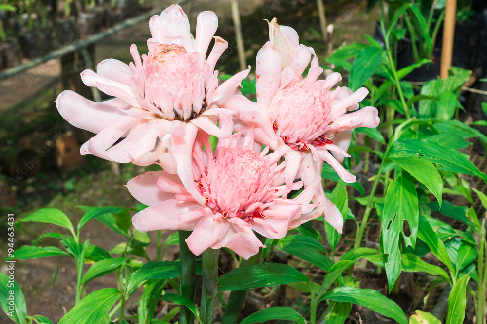 Dala pink flowers in the garden
Dala pink flowers in the garden