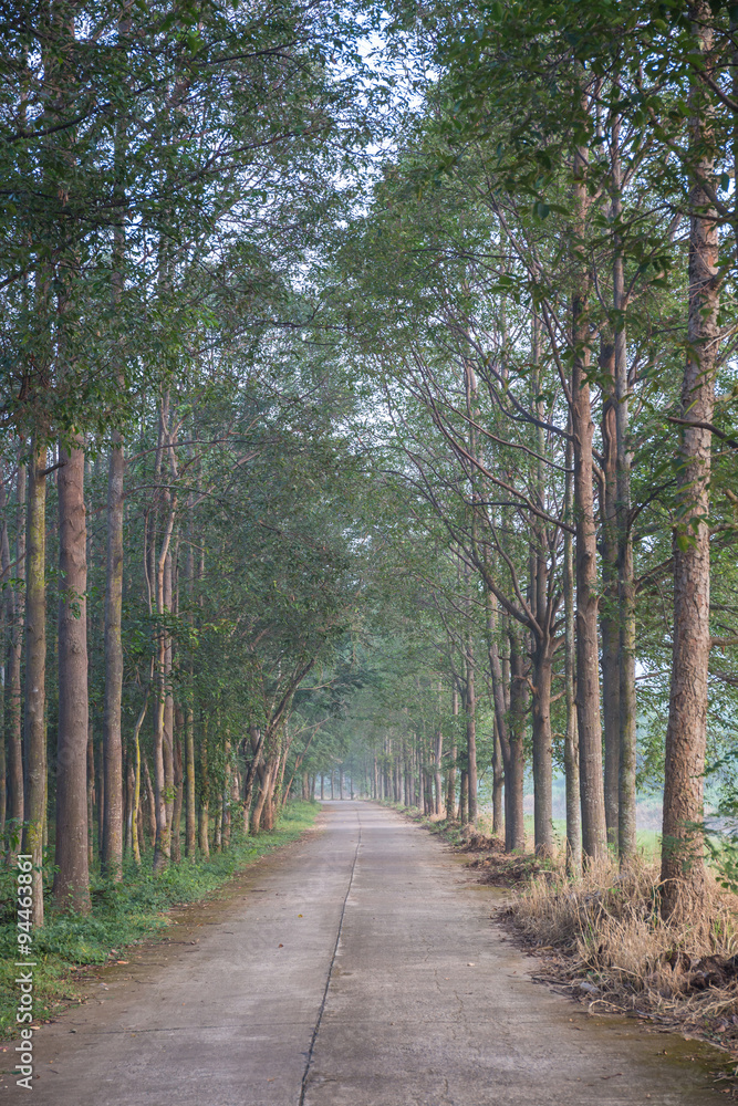 Fototapeta premium Forest Path