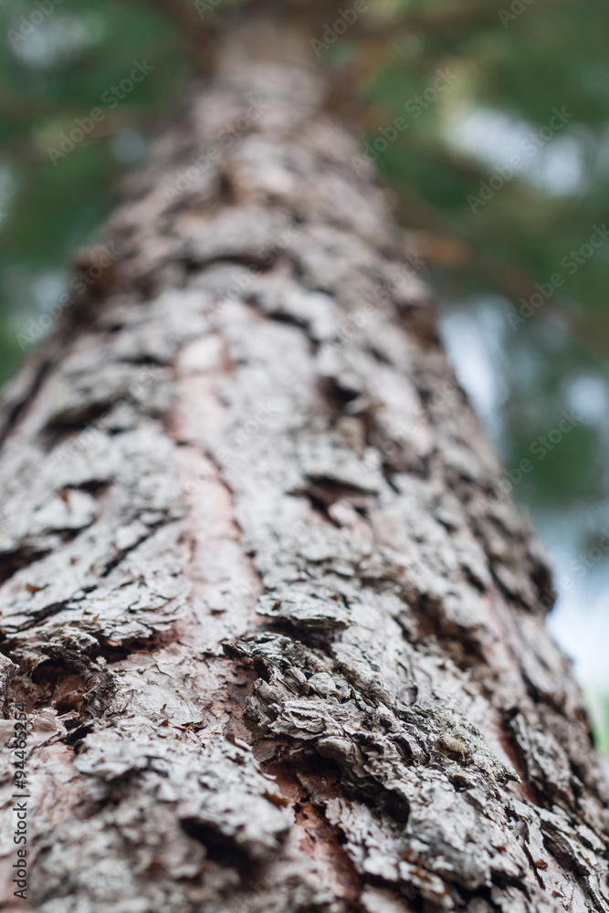 Pine Tree Forrest in the Montains
Pine Tree Forrest in the Montains