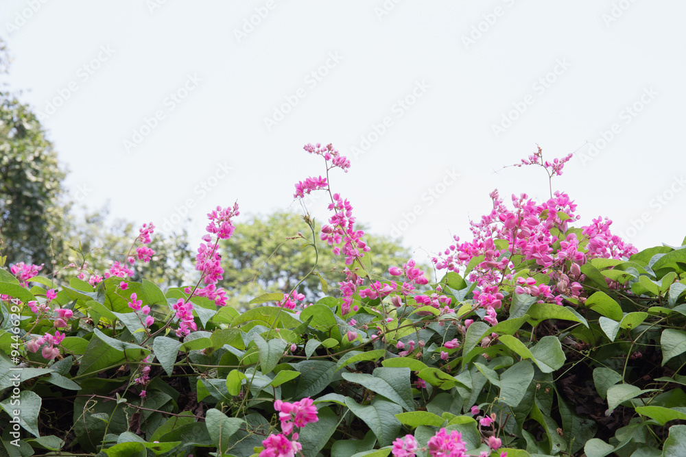 Fototapeta premium Pink flower