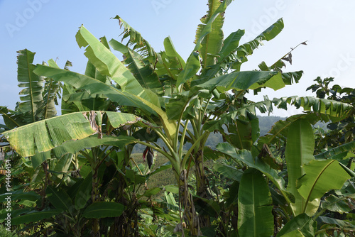 view of banana trees farm