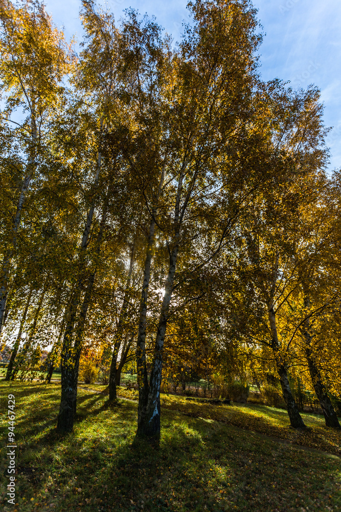 Fototapeta premium Herbst in rostock