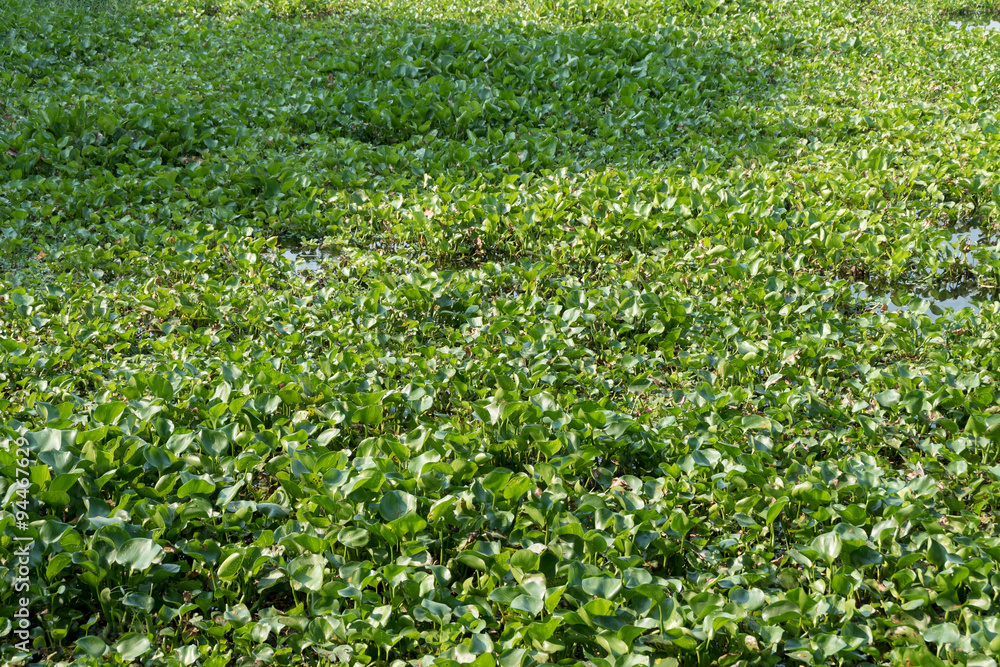 water hyacinth in the river, eichhornia crassipes