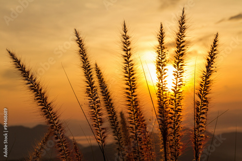 The grass on the hill at dawn.