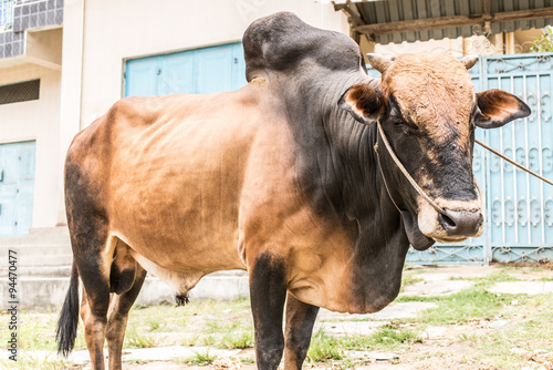 Close shot of a powerful black and brown African Zebu bull. photo