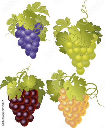 Vector set of bunches of grapes.
