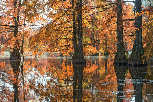 Cyprès chauves à l ' automne photo