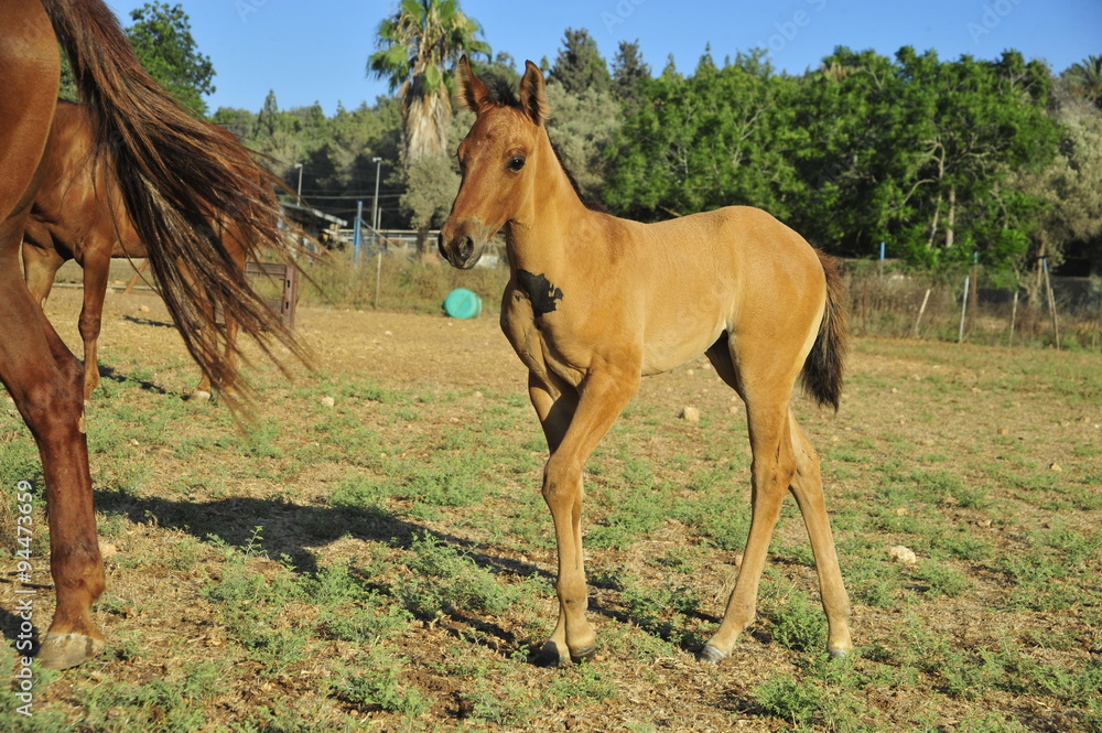 Fototapeta premium Mare and her foal