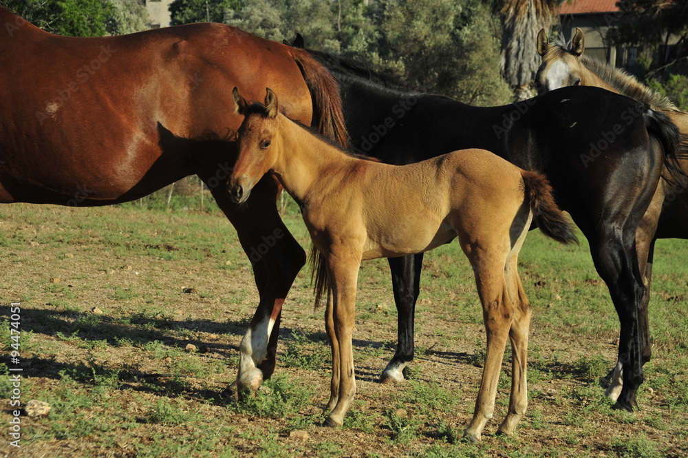 Fototapeta premium Mare and her foal