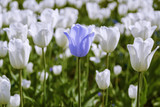 White tulips background