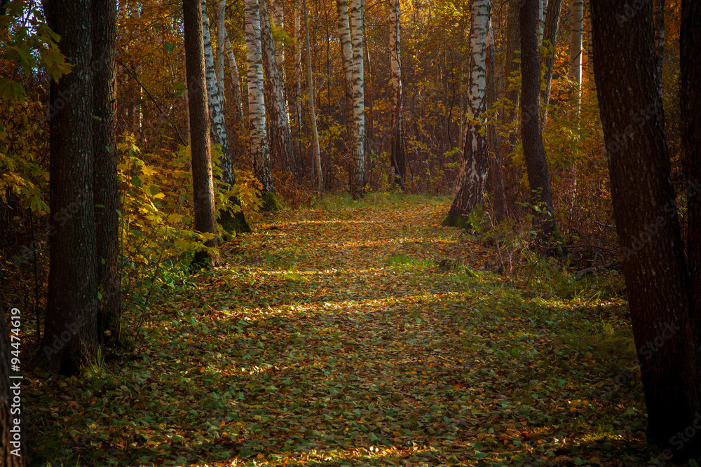 Fototapeta premium Forest trail with autumn leaves doily