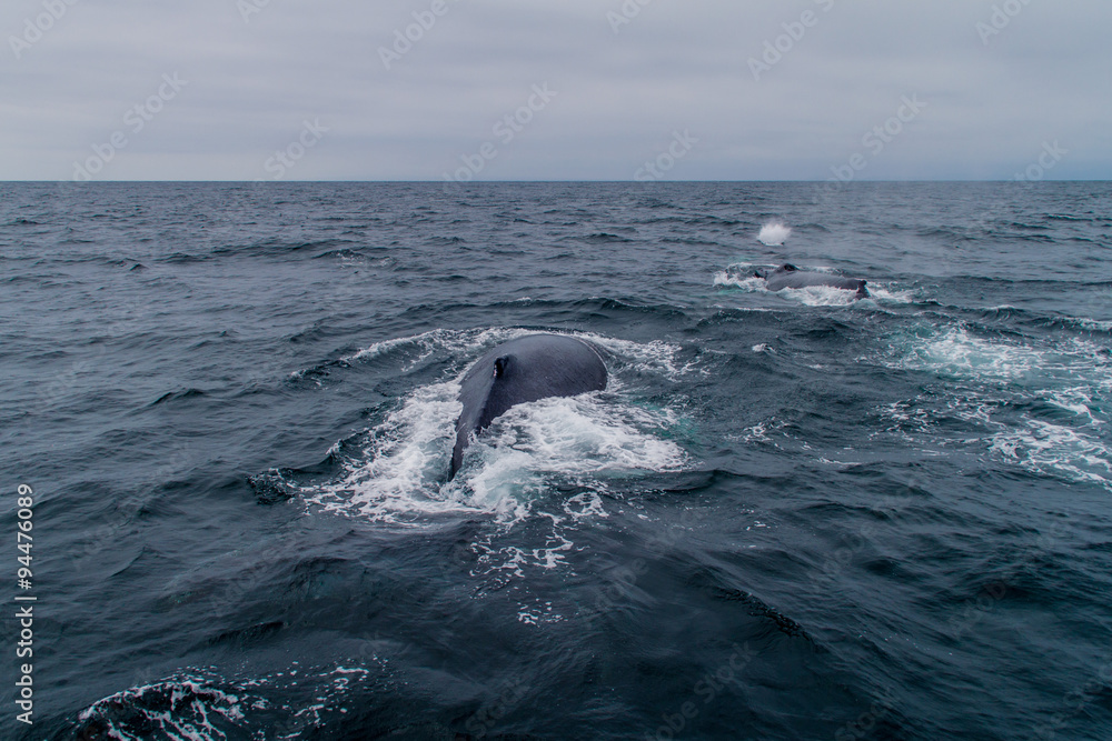 Humpback whale (Megaptera novaeangliae) in Machalilla National Park, Ecuador Humpback whale (Megaptera novaeangliae) in Machalilla National Park, Ecuador