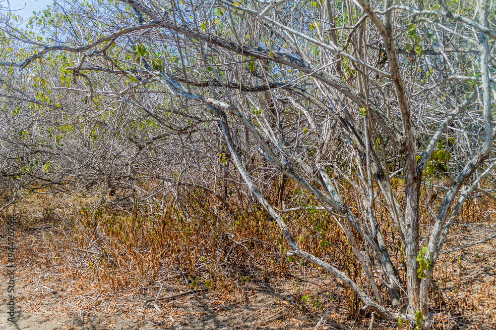 Dry forest in Machalilla National Park, Ecuador Dry forest in Machalilla National Park, Ecuador