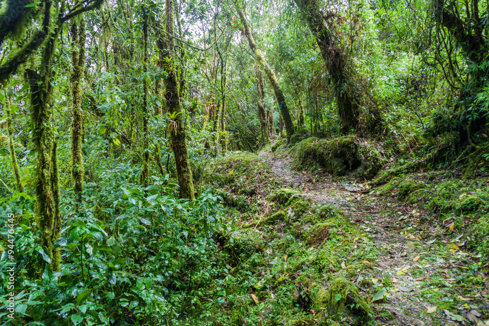 Hiking trail in National Park Podocarpus, Ecuador