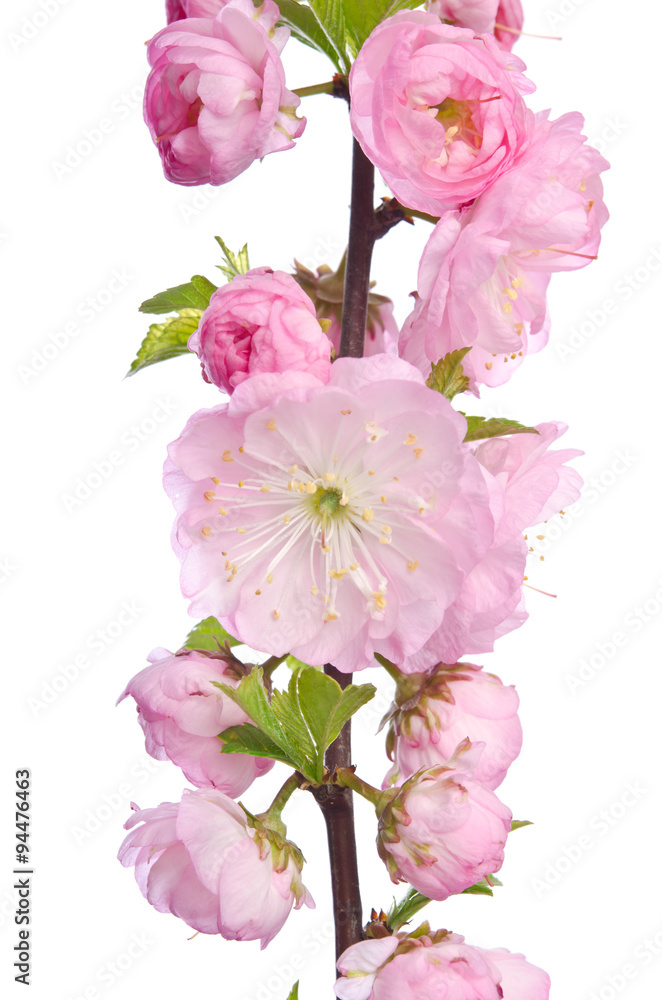 Beautiful spring pink flowers isolated on white background