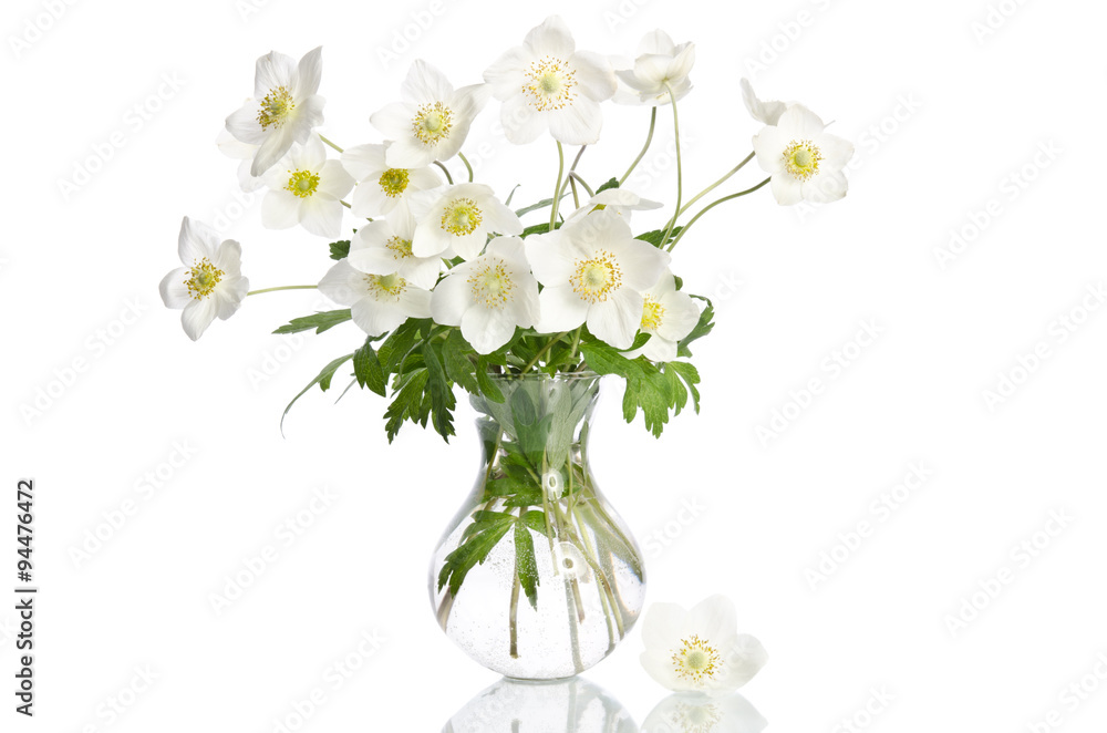 Beautiful white anemones flowers isolated on white