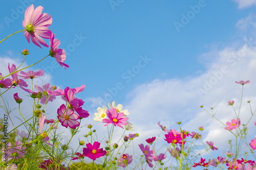 秋空と秋桜