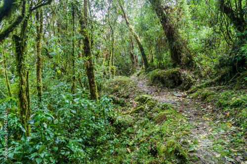 Hiking trail in National Park Podocarpus, Ecuador