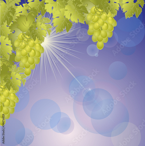 Vines in the background of the sky and the sunlight.