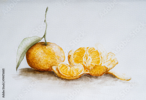 Mandarin , watercolor 