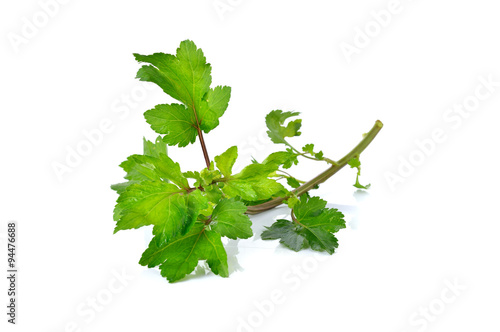 Celery or Sagebrush with stem on white background