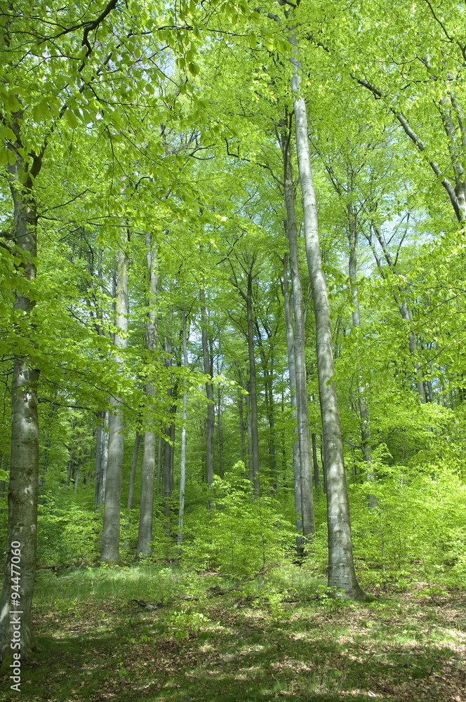 Obraz premium Buchenwald, Wald, Fruehjahr