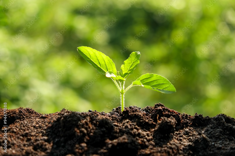 Fototapeta premium Green sprout growing from seed in organic soil