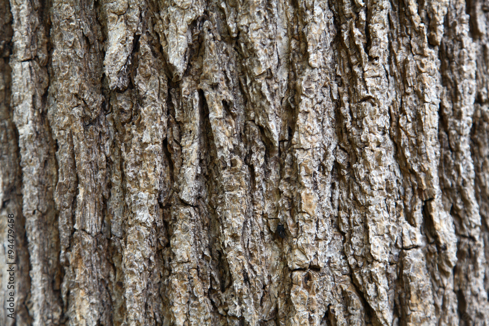 Obraz premium textura arbol