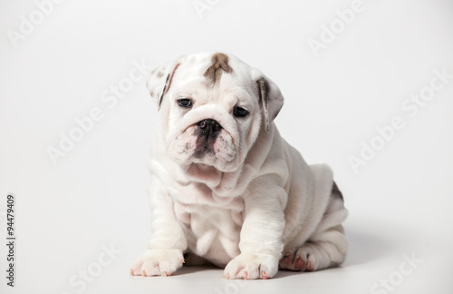 Schilderij op canvas ENGLISH Bulldog puppy on white background