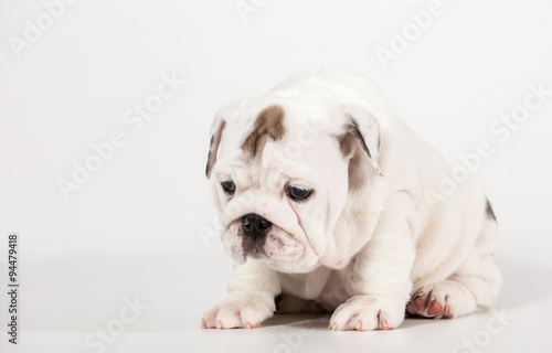 ENGLISH Bulldog puppy on white background