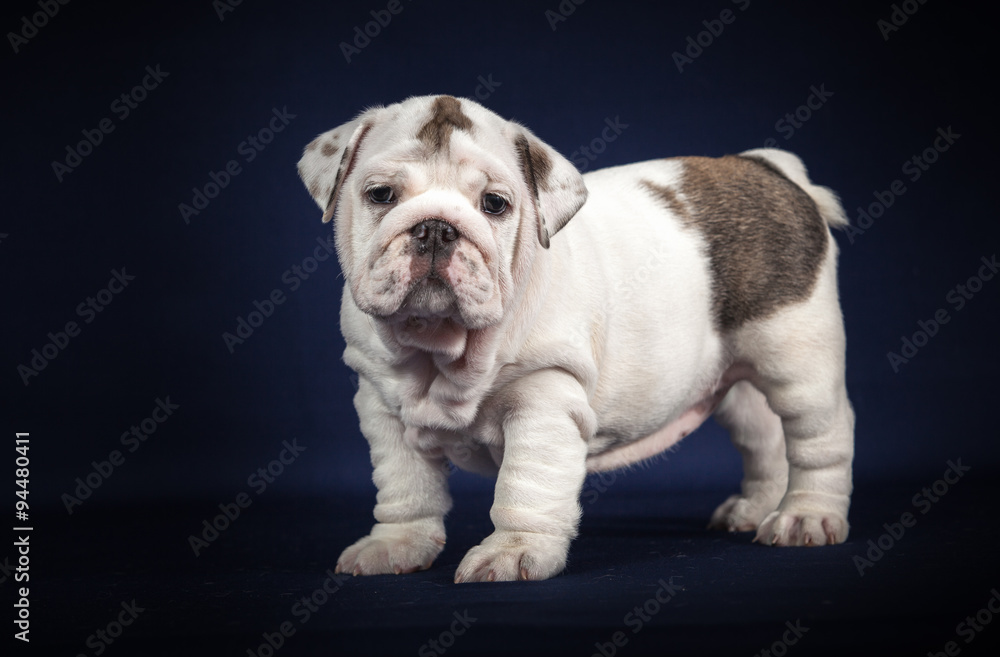 ENGLISH Bulldog puppy on dark background ENGLISH Bulldog puppy on dark background