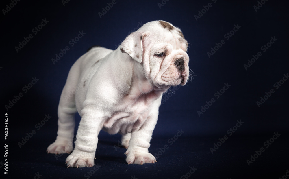 ENGLISH Bulldog puppy on dark background ENGLISH Bulldog puppy on dark background