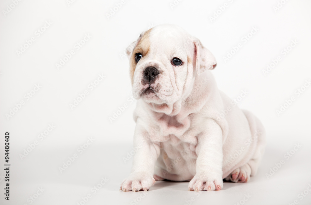 ENGLISH Bulldog puppy on white background