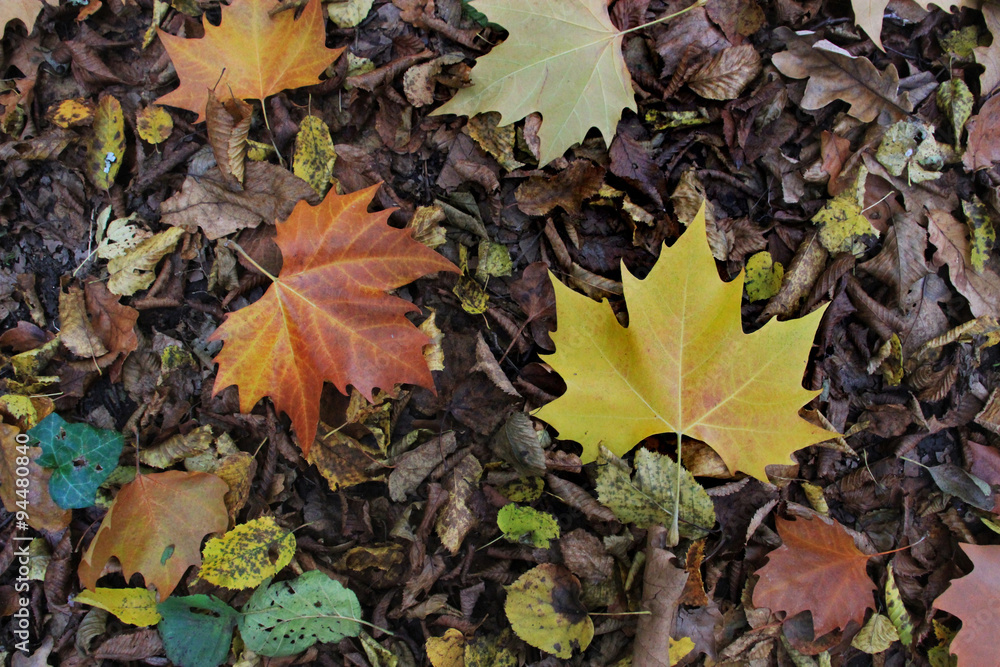 Feuilles d'automne. Feuilles d'automne.