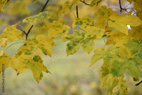 albero alberi autunno foglie colorate natura autunnale