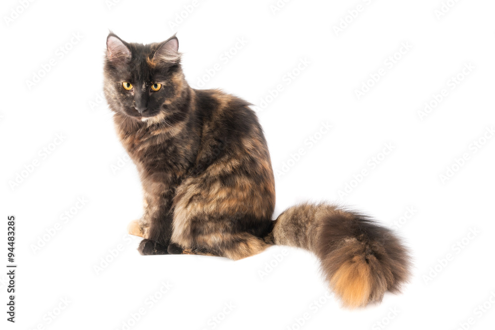 Giovane gatto di razza maine coon isolato su sfondo bianco Giovane gatto di razza maine coon isolato su sfondo bianco